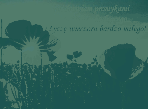 Czerwone kwiaty na łące miłego wieczoru
